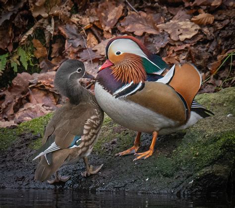 Mandarin Duck pair | Courtship behaviour between this Mandar… | Flickr