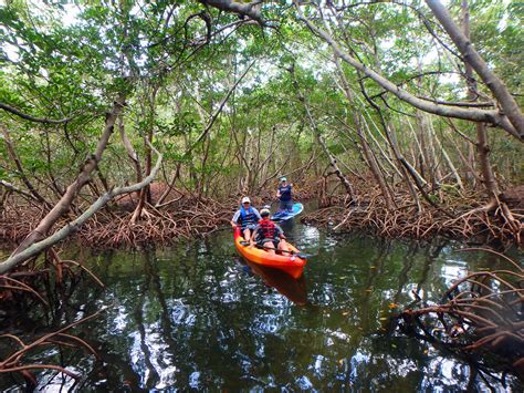 Mangrove Kayaking - Tiplr