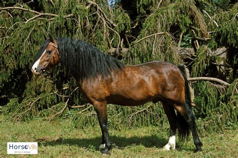 Blue Roan Horse Breeds, Origins, Colors & Names (W/ Pictures)