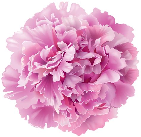 pink carnation clip art freeuse ... Flower Prints, Flower Art ...