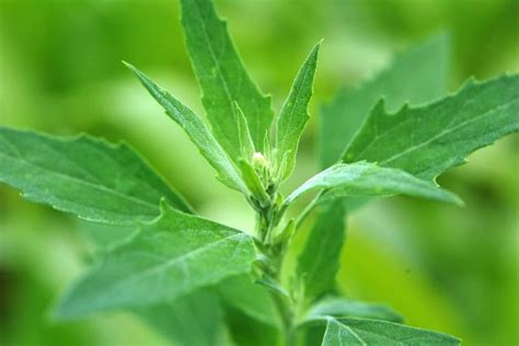 Broadleaf Weeds: Identification, Treatment, and Prevention - Minneopa Orchards