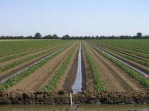 Furrow Irrigation : How to Construct & Maintain Furrow ? ( Pros & Cons) - Dream Civil