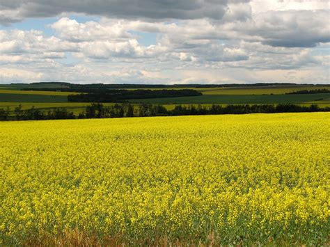 Alberta Canola Field | Alberta Canola Field | Surrealplaces | Flickr