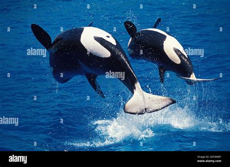 Killer Whale, orcinus orca, Mother and Calf breaching Stock Photo - Alamy