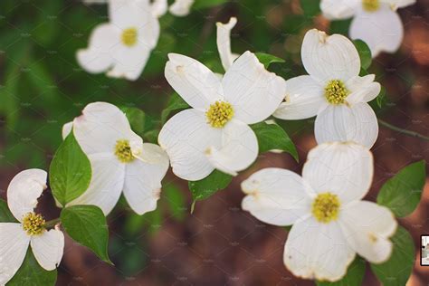 Dogwood Tree White Flowers | Nature Stock Photos ~ Creative Market