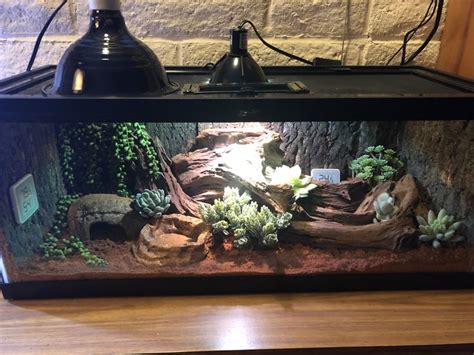 Pin by Maggie Russell on Snakes | Leopard gecko terrarium, Leopard ...