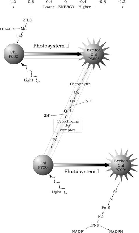 Electron Transport: The Z-Scheme | Light Dependent Reactions ...