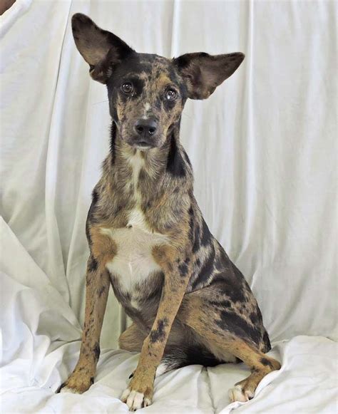 Loretta the Catahoula Leopard Dog Mix