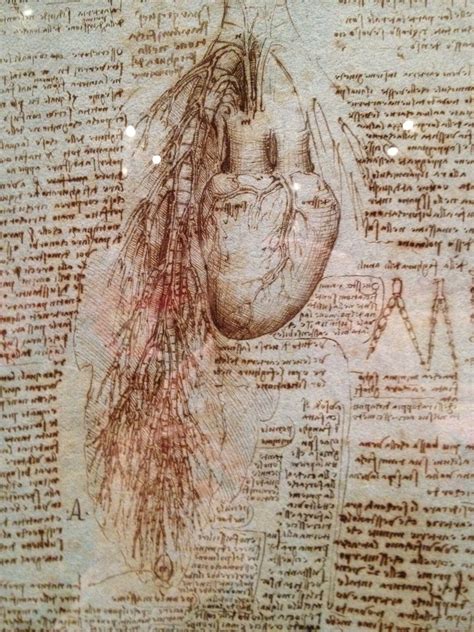 Leonardo Da Vinci Anatomy Sketches - Bing Images Anatomy Illustration, Anatomy Sketches, Medical ...