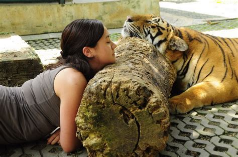 Tiger Kingdom Chiang Mai ‘Wanna touch a tiger with your bare hand’