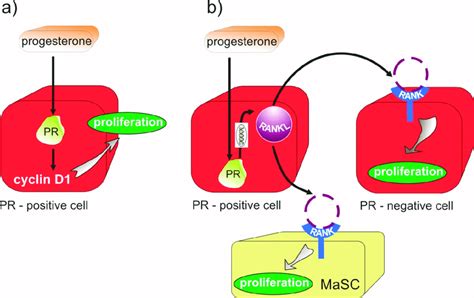 Progesterone (P4)/progesterone receptor (PR) signaling and RANK/RANKL ...