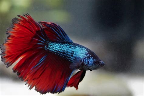 Funny Names For Betta Fish