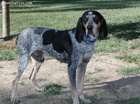 141 best images about Blue Tick Coonhound on Pinterest | Dog supplies ...