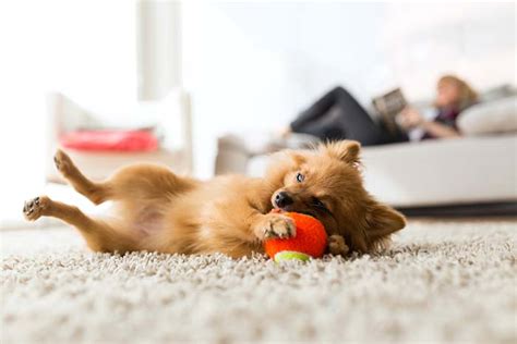 25 Best Dog Breeds for Small Apartments (and City Living)