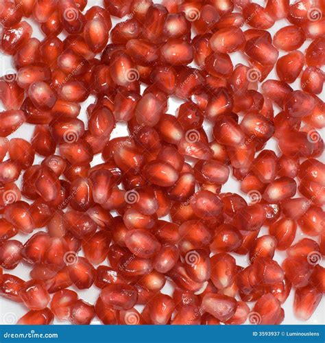 Pomegranate Seeds stock image. Image of food, background - 3593937