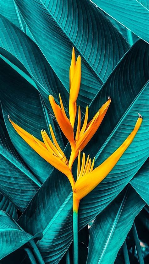 Tropical Plant Wallpapers - Wallpaper Cave