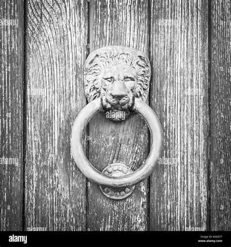 Lion head Black and White Stock Photos & Images - Alamy