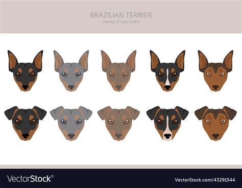 Brazilian terrier clipart different coat colors Vector Image