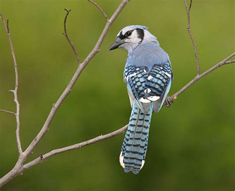 Best Blue Jay Feather Stock Photos, Pictures & Royalty-Free Images - iStock