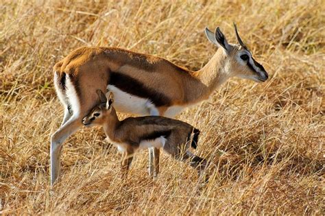 Newborn Thomson's Gazelle by flytravelerphotos on 500px | Thomson gazelle, Gazelle, African buffalo