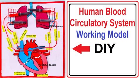 Working Model Of Heart And Circulatory System Of Human Science | My XXX Hot Girl