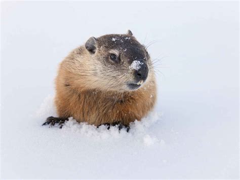 Groundhog Day: 15 Fun Teaching Resources | Scholastic