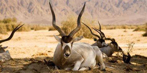 Desert Animals: 15 Iconic Animals To Spot On Safari ️