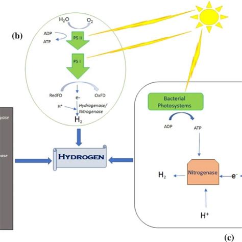 Methods of hydrogen production using naturally occurring biological ...