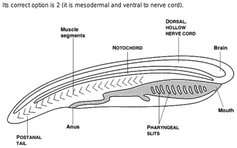 in chordates the notochord is 1)mesodermal ,dorsal to the nerve chord 2 ...