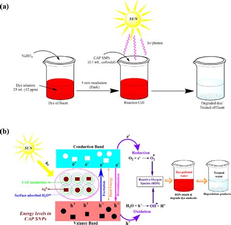 (a) Schematic representation of Photo-catalytic degradation of dyes by... | Download Scientific ...