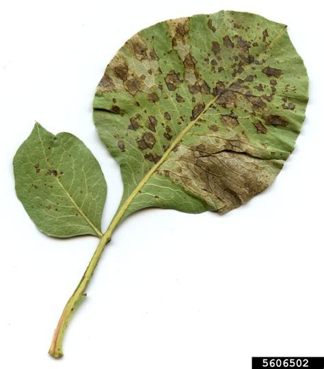 Alternaria black molds / stem cankers (Genus Alternaria)