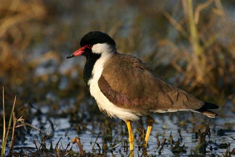 Keoladeo Ghana National Park | India, Location, History, & Map | Britannica