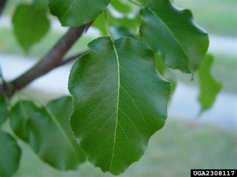 Callery pear (Bradford pear) (Pyrus calleryana)