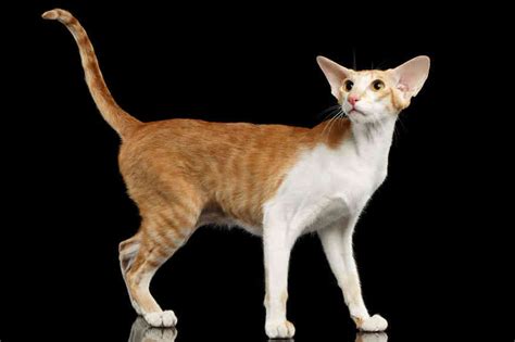 Oriental shorthair cat, Cat Breeds information