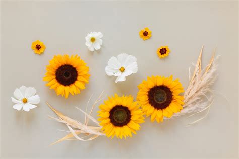 Discover more than 73 desktop wallpaper sunflower - in.cdgdbentre