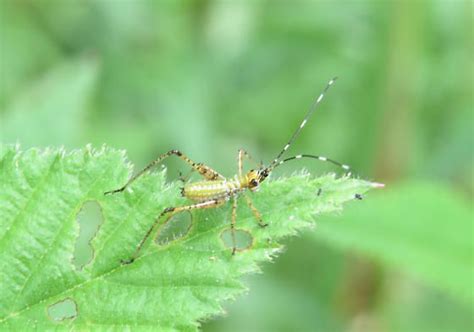 Grasshopper nymph - Scudderia - BugGuide.Net | Nymph, Grasshopper