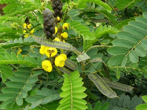 Senna didymobotrya | Seed pods, Plant leaves, Seeds