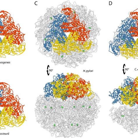 (PDF) The structure-based reaction mechanism of urease, a nickel dependent enzyme: tale of a ...