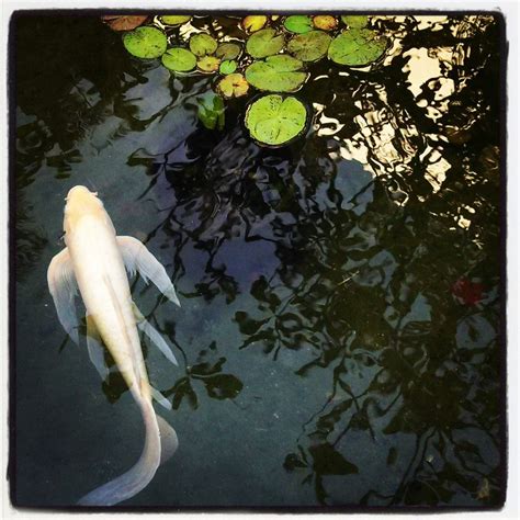 White koi in a pond (Honolulu). | Fish pet, Mother nature, Koi