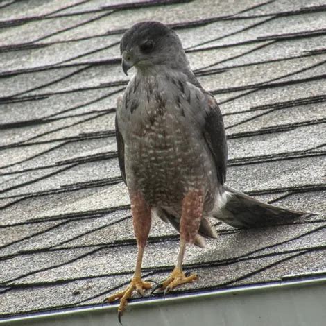 Rare Bird Alert: January 6, 2023 - American Birding Association