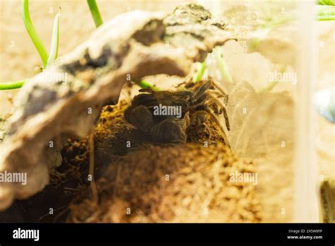 A Juvenile Brachypelma Harmorri or Brachypelma Smithi Tarantula Female Spider Molting Process ...