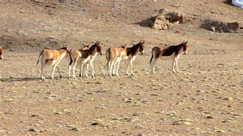 Tibet's Natural Environment and Wildlife