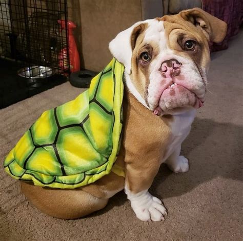 Best English Bulldog Costumes for Halloween.