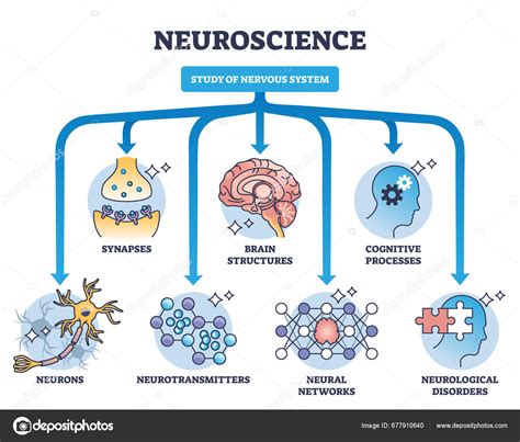 Neuroscience Study Nervous System Medical Division Outline Diagram Labeled Educational Stock ...