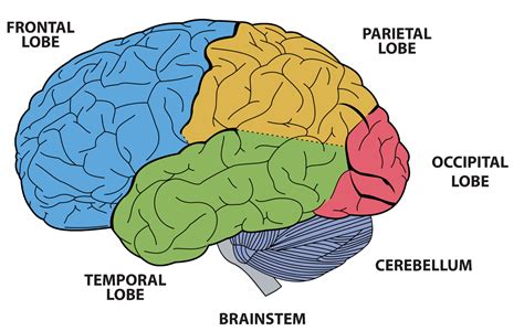 Brain Functions - BC Centre For Ability | BCCFA