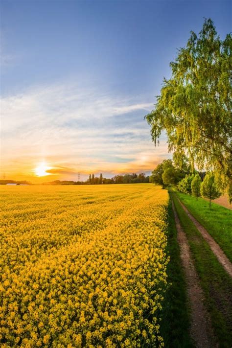 the sun is setting over a field full of yellow flowers