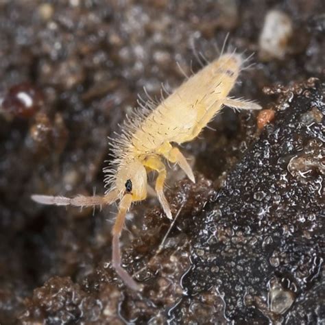 How to Get Rid of Springtails | Planet Natural