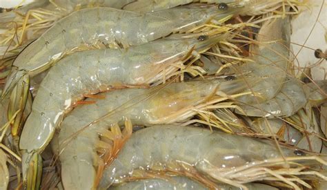 Queensland Raw Banana Prawns $16.78kg.....6kg Buy - Seafood Warehouse