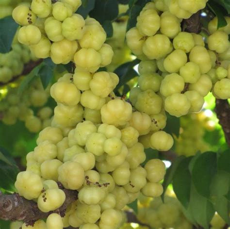 Polynesian Produce Stand : 15 Live GROSELHA SEEDS Exotic Otaheite Gooseberry FRUIT TREE ...