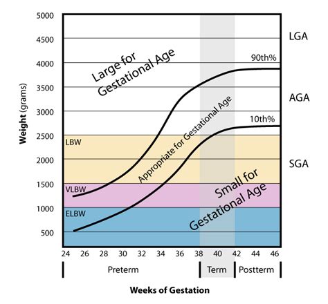 File:Weight vs gestational Age.jpg - Wikimedia Commons